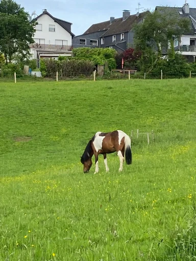 In Bosbach