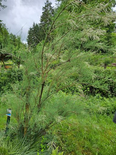 Eine Tamariske Eine Tamariske
