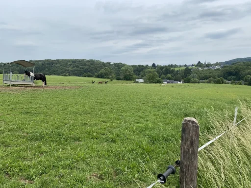 Blick auf Linde