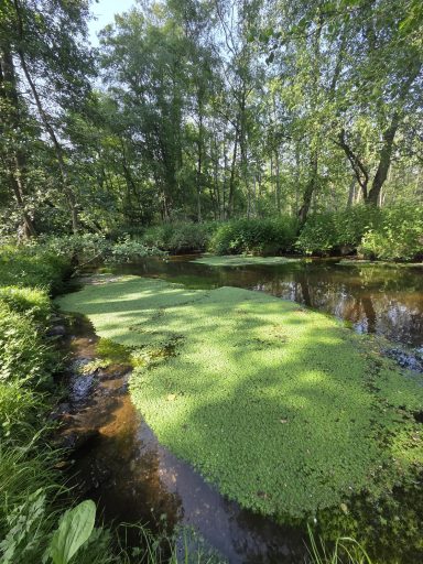 Mit Entengrütze bedeckter Teich im Weltersbachtal Mit Entengrütze bedeckter Teich im Weltersbachtal